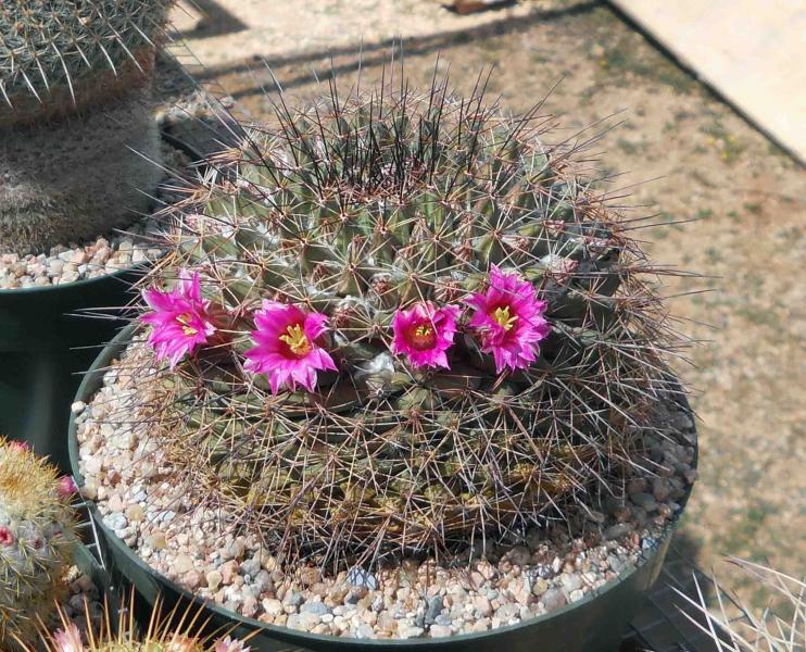 M. melanocentra - still recovering from being repotted and then depotted during a wind storm.