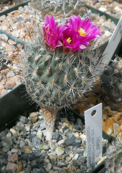 Turbinicarpus booleanus