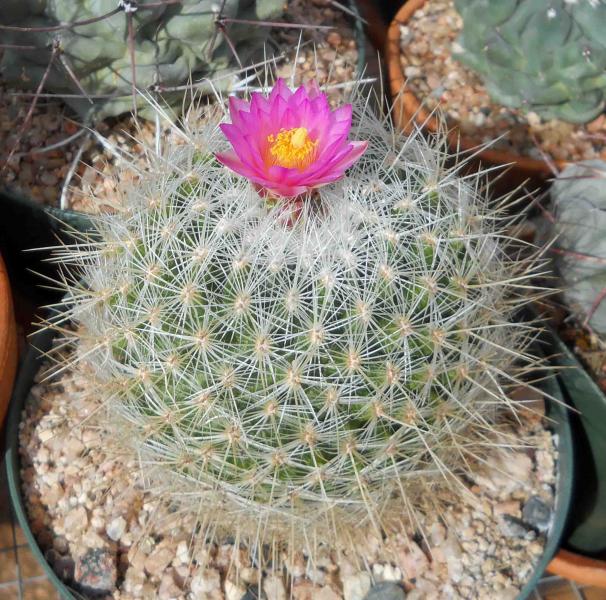 Thelocactus macdowelii