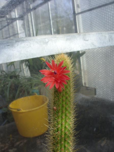 cleistocactus winterii 160312.JPG