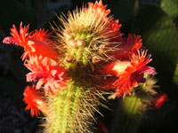 Cleistocactus (Borzicactus) Samaipatanus 18-1-2011.jpg