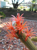 Cleistocactus winteri (Golden rattail 03-12-2008.jpg