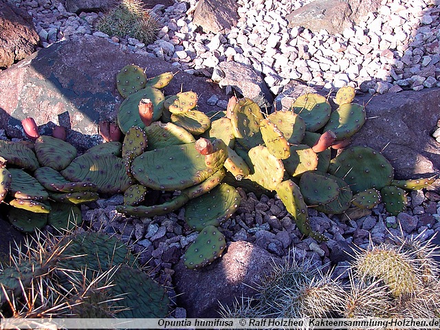 Opuntia humifusa