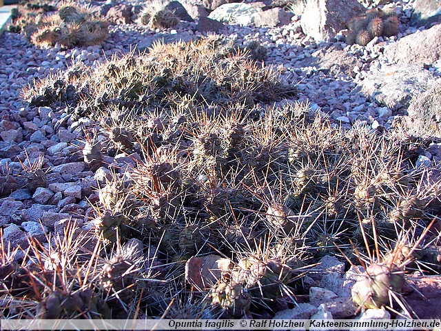 Opuntia fragilis