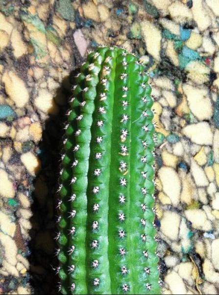 Echinopsis brevispinulosus - closeup (2013-Mar11)