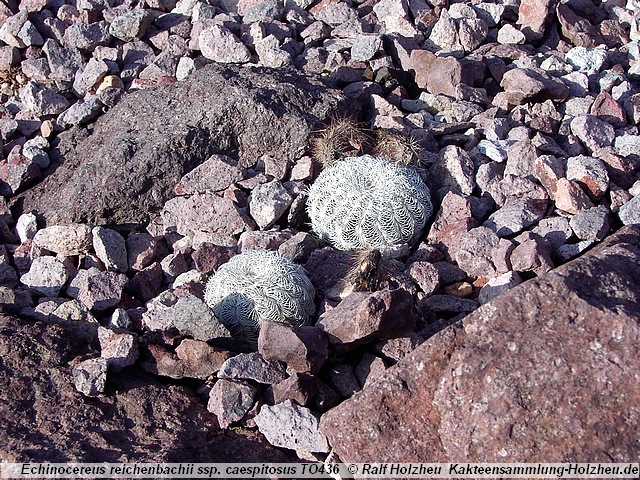 Echinocereus reichenbachii ssp. caespitosus TO436