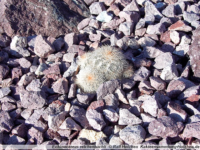 Echinocereus reichenbachii