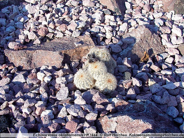 Echinocereus oklahomensis HK1844