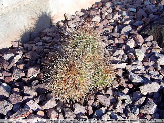 Echinocereus coccineus SB850