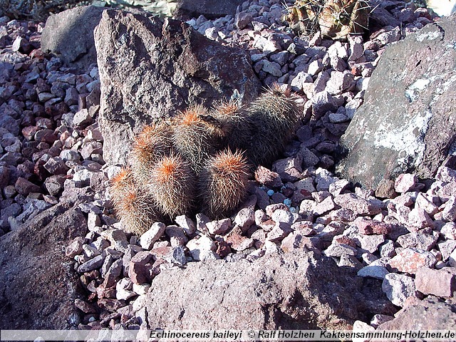 Echinocereus baileyi