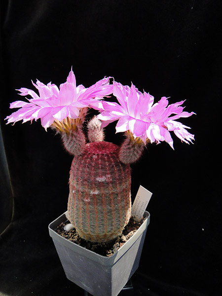 Echinocereus pectinatus rigidissimus v. rubispinus 2011 Juno11.jpg