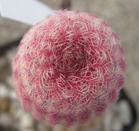 Echinocereus rigidissimus var. rubrispinus