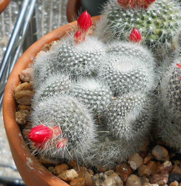 Close-up of one of the Parodia haselbergii that got attacked by spider mites. I don't recommend putting spider mites on your plants, but these are looking pretty cool.