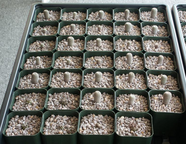 6 Copiapoa cinerea PV2412 and the rest are R.Heloisa KK1802