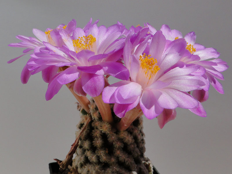 Mammilaria theresae 2012 Juno11.jpg