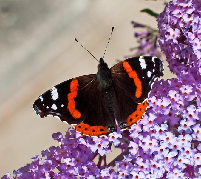 red-admiral4.jpg