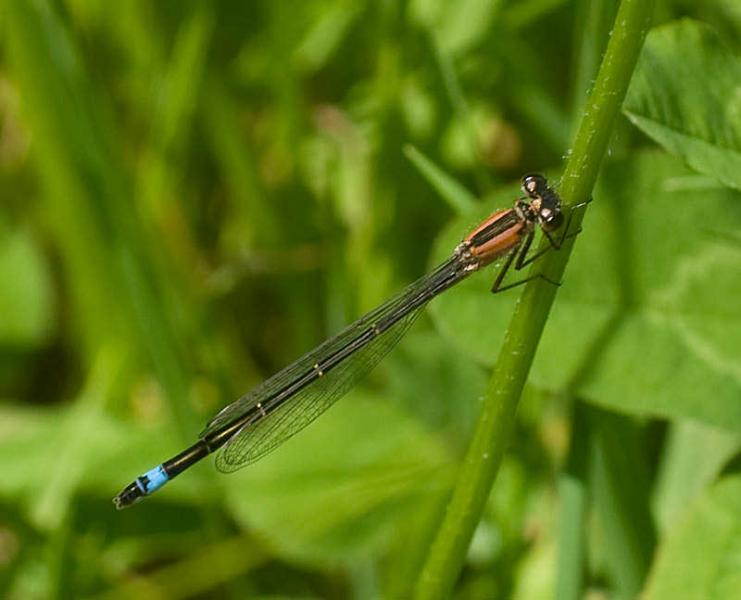 damsel08-2.jpg