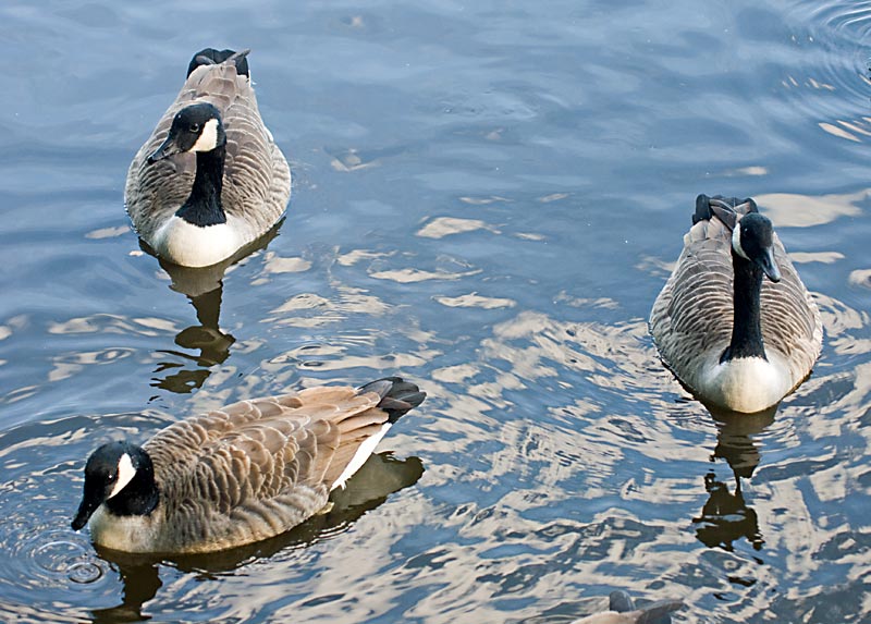 Canada-Geese.jpg