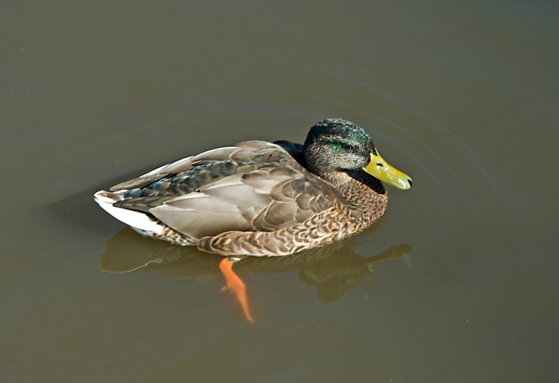 duck4.jpg