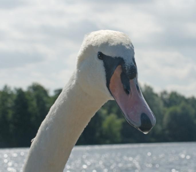 swan2.jpg