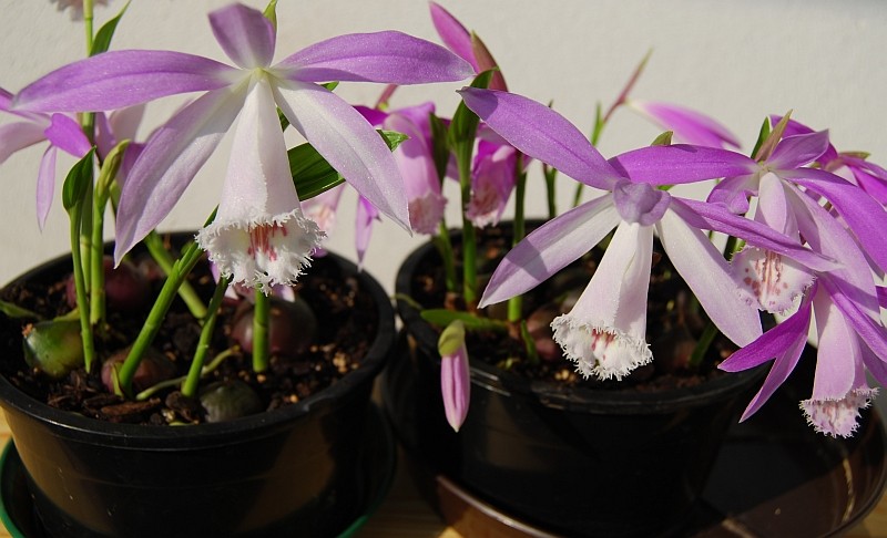 Pleione_formosana03.jpg