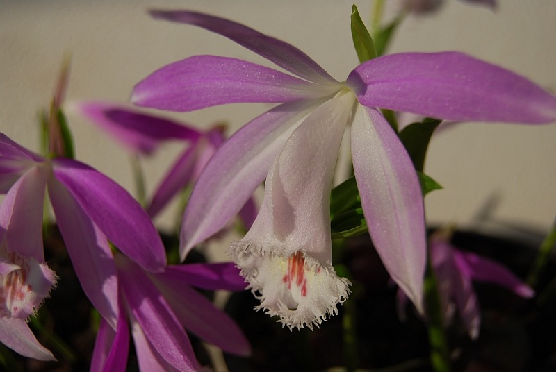 Pleione_formosana02.jpg