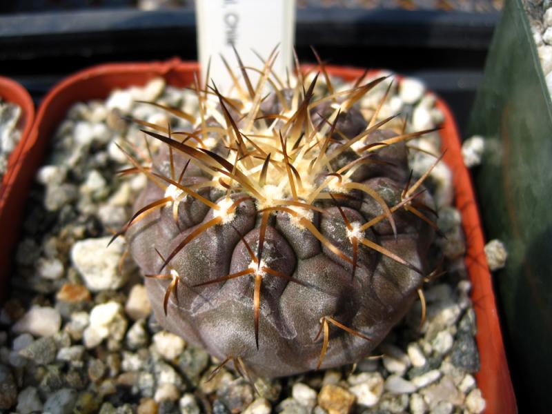 copiapoa_columna-alba.jpg