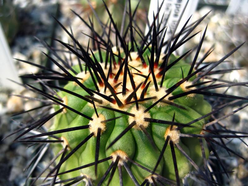 copiapoa_longistaminea.jpg