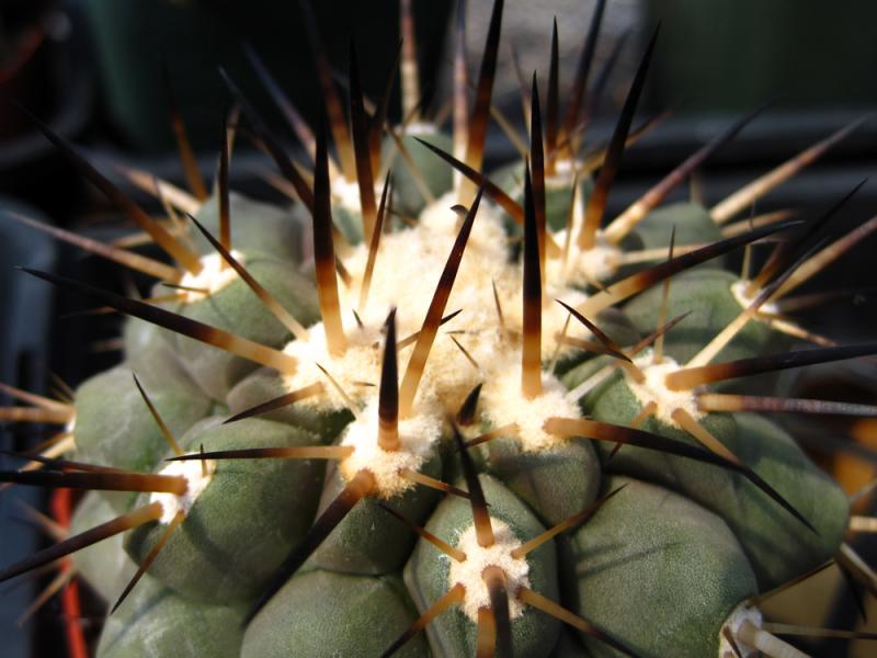 copiapoa_feidleriana.jpg