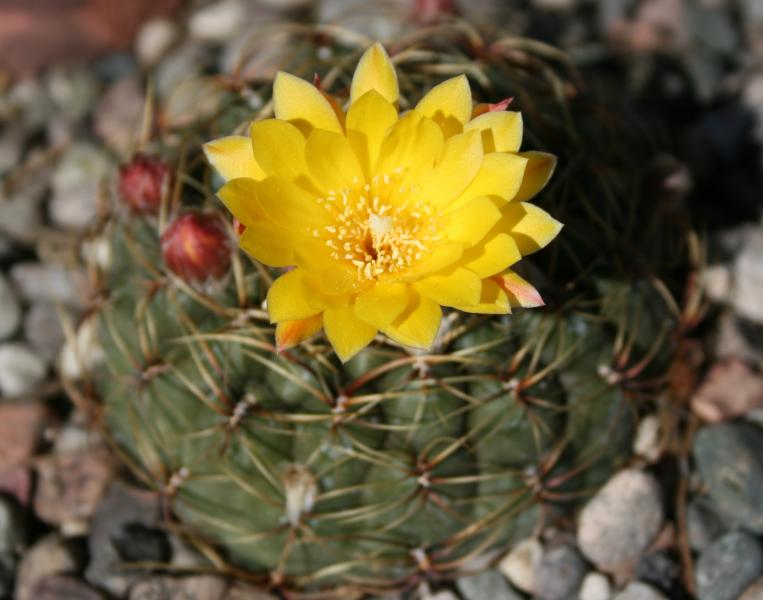 Matucana aureiflora (2012-Mar21)