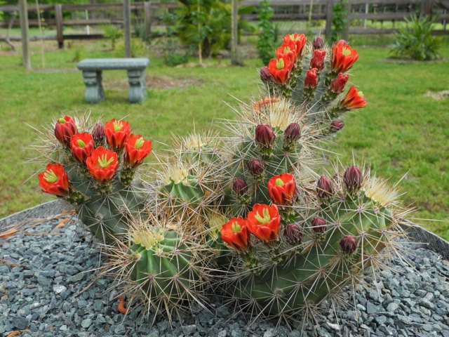 Echinocereus coccineus