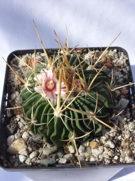 stenocactus crispatus 220312.JPG