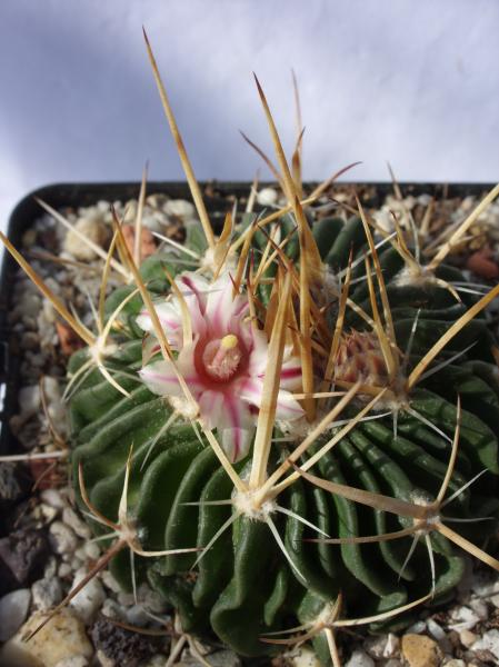 stenocactus crispatus close-up 220312.JPG