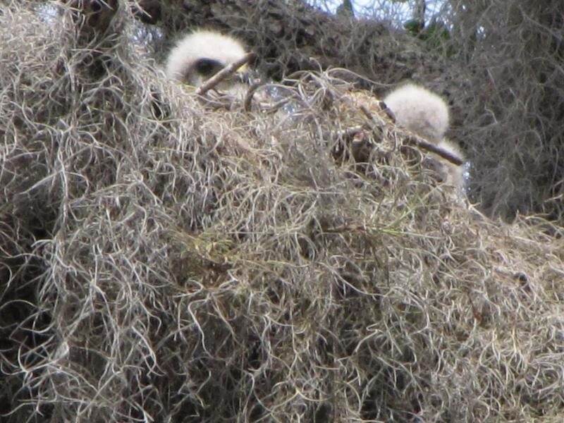 hawk babies.jpg