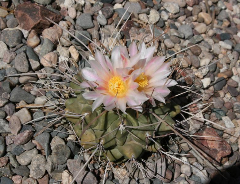 Thelocactus sp. - whole plant