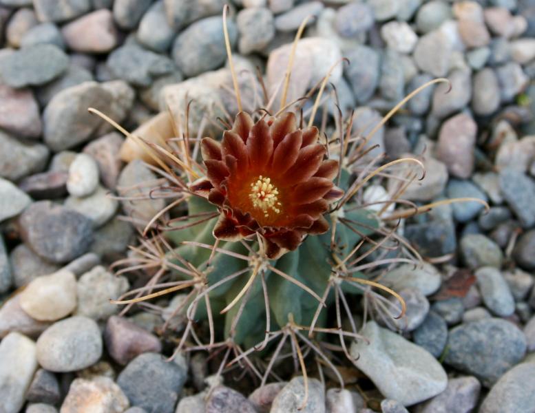 Sclerocactus uncinatus v. wrightii - whole plant
