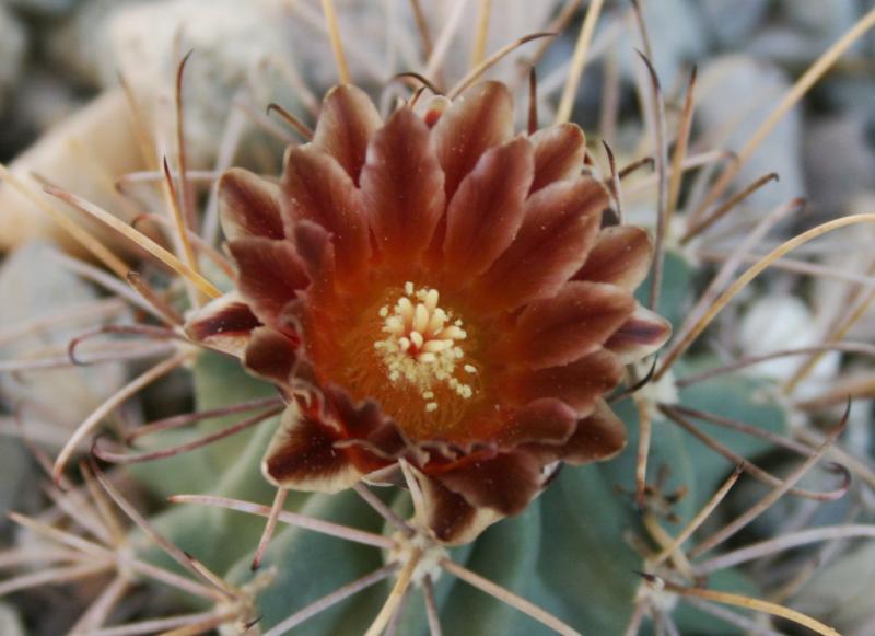 Sclerocactus uncinatus v. wrightii - close up