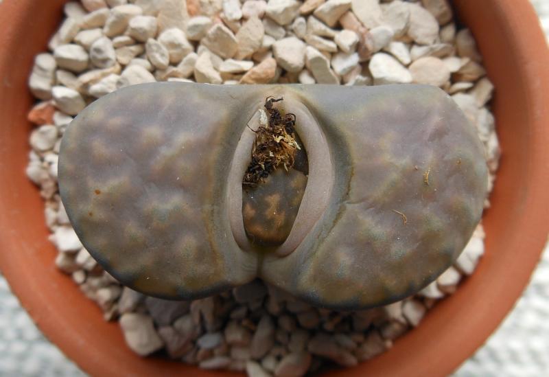 2625 Lithops marmorata 04.30.2013.jpg