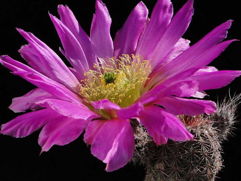 Echinocereus bristolii 2011 Juno26-3.jpg