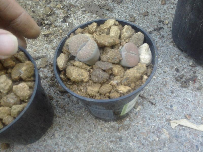 i covered up the bottom 3/4s of the plant with big pebbles to protect it from the sun but let it breathe too