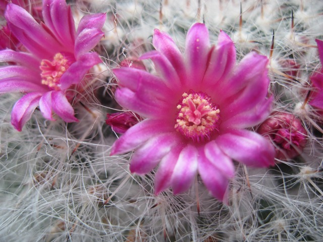 Mammillaria hahniana.JPG