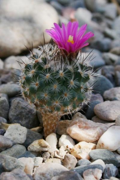 Turbinicarpus booleanus (2012-Mar23)