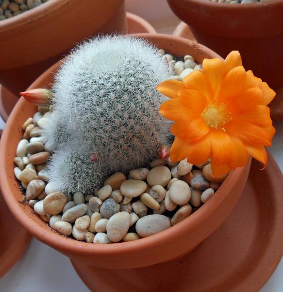 rebutia muscula.jpg