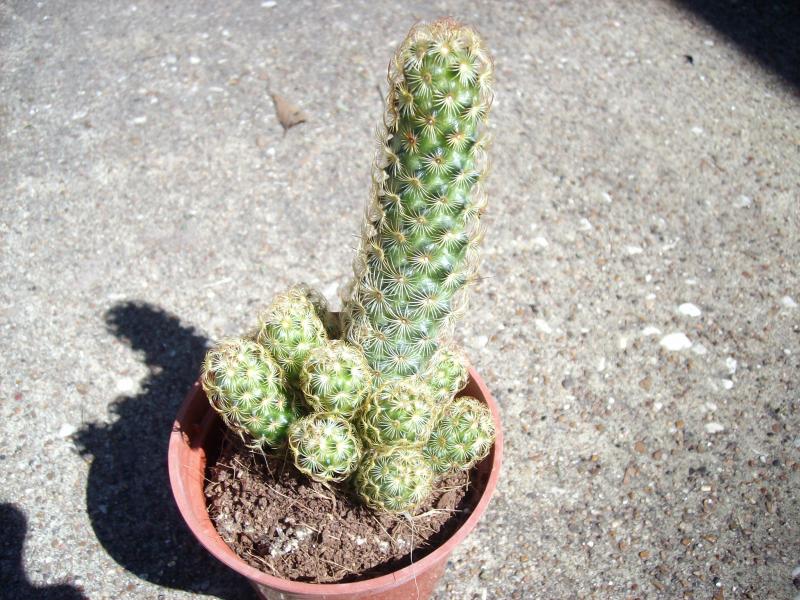 Cactus #2