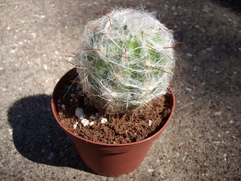 Cactus #3