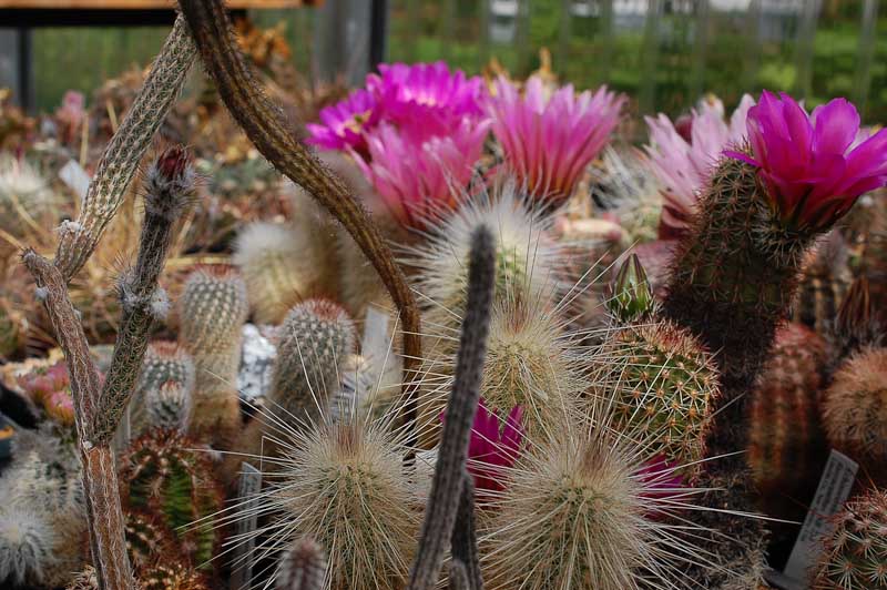 Echinocereus 2013 Mai17.jpg