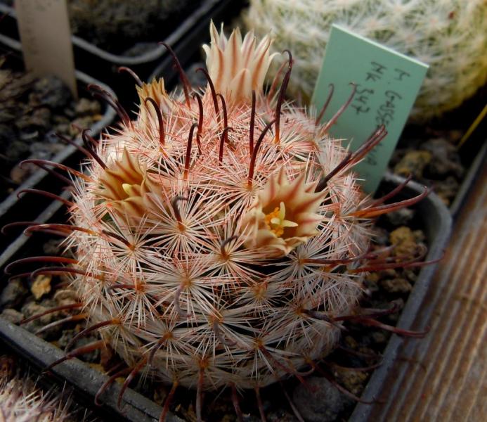 mammillaria gasseriana hk347.JPG