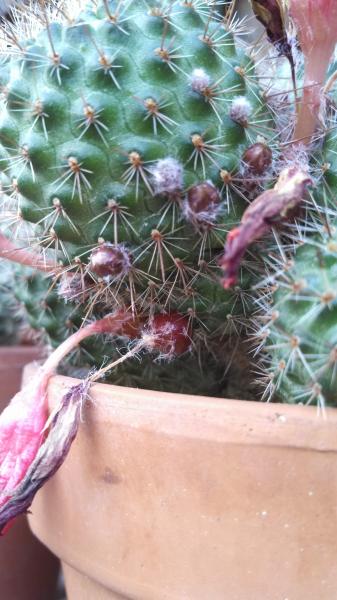 Rebutia perplexa