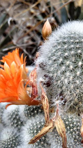 rebutia muscula