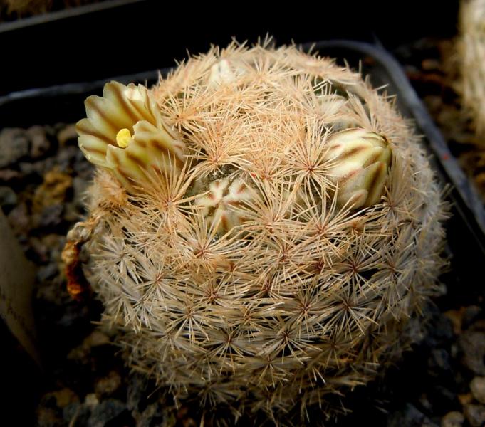 mammillaria magallanii.JPG